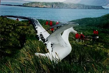A Wandering Alabtross on the ground with its wings partially raised