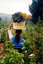 A woman is carrying a basket of produce amid a farm setting