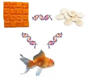 A conceptual rendering of DNA strands connecting a goldfish, Cheez-It crackers, and oyster crackers