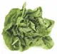 A head of butter lettuce